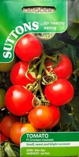 Blight resistant TOMATO